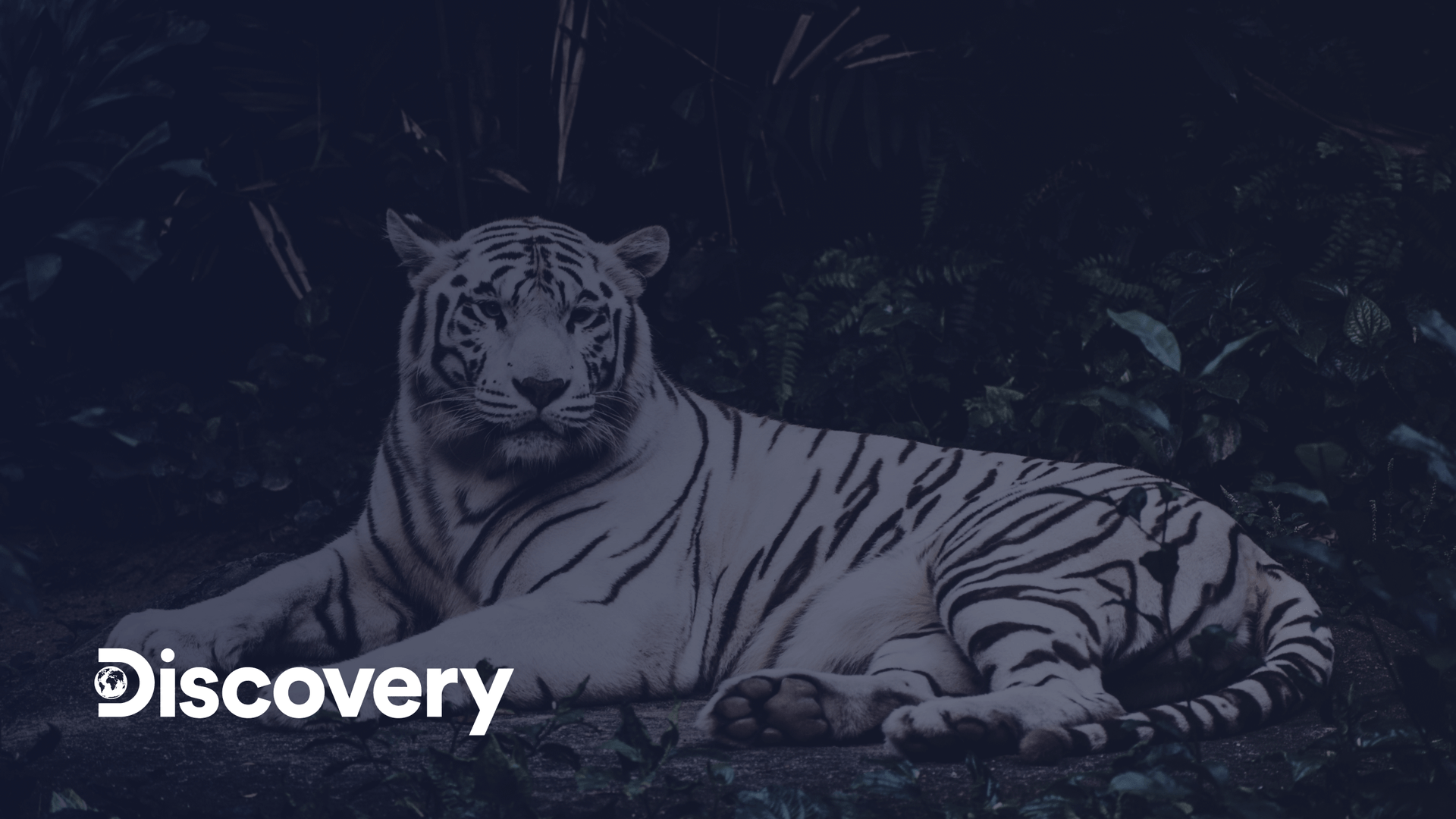 discovery-graphcms-case-study-og